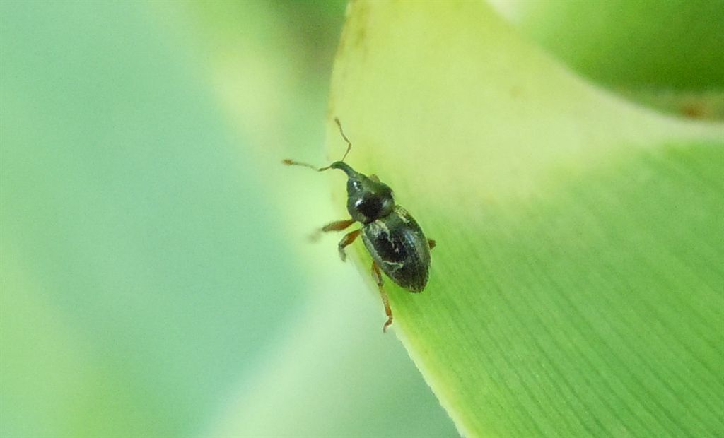 Curculionidae - Pachytychius hordei ssp. grandicollis